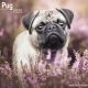Pug 2025 Wall Calendar