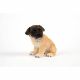 Pug Pup 16x11x14cm