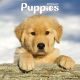 Puppies 2023 Wall Calendar