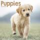 Puppies 2024 Wall Calendar