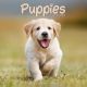 Puppies 2025 Wall Calendar