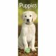 Puppies 2023 Slim Calendar
