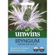 Eryngium Alpine Sea Holly