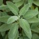 Sage Herb - Salvia officinalis