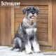 Schnauzer 2025 Wall Calendar
