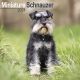 Schnauzer Miniature 2024 Wall Calendar