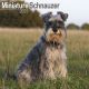 Miniature Schnauzer 2023 Wall Calendar