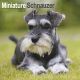 Schnauzer Miniature 2025 Wall Calendar