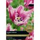 Tulip Purple Circus (Select from Taylors)