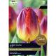 Tulip Amber Glow (Select from Taylor's)