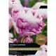 Tulip Double Surprise (Select from Taylor's)