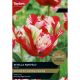 Tulip Estella Rijnveld (Select from Taylors)