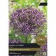 Allium Metallic Shine (Select from Taylors)