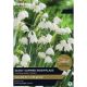 Leucojum Gravetye Giant (Select from Taylors)