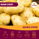 2kg Maris Piper Seed Potatoes