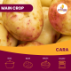 2kg Cara Seed Potatoes