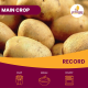 2kg Record Seed Potatoes