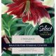 Lilium Nepalense (Select Premium)