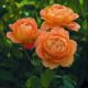 Rose 'Lady of Shalott'®  - David Austin Rose
