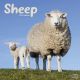 Sheep 2023 Wall Calendar