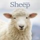 Sheep 2024 Wall Calendar