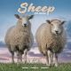 Sheep 2025 Wall Calendar