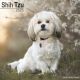 Shih Tzu 2025 Wall Calendar
