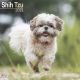 Shih Tzu 2023 Wall Calendar
