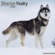Siberian Husky 2024 Wall Calendar