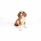 Sitting Beagle 28x18x35cm
