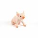 Sitting Pig 31x16x24cm