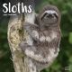 Sloths 2025 Wall Calendar