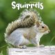 Squirrels 2024 Wall Calendar