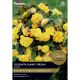 Begonia Odorata Sunny Dream (Select from Taylor's)