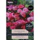 Begonia Splendide Alifra (Select Premium Range)