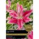 Lilium Lila Cloud (Select from Taylor's)