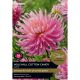 Dahlia Hollyhill Cotton Candy (Select from Taylor's)