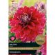 Dahlia Maldini (Select from Taylor's)