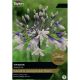 Agapanthus Twister (Select from Taylor's)
