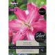 Lily Lotus Joy (Select Premium Range)