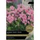 Phlox Bambini Candy Crush (Select from Taylor's Range)