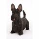 Standing Black Scottish Terrier 39x16x33cm
