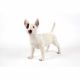 Standing English Bull Terrier 58x24x52cm