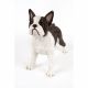 Standing French Bull Terrier 48x22x43cm