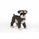 Standing Schnauzer 29x16x26cm