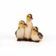 Three Resting Ducklings 21x13x20cm