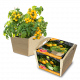Baza Tomato Grow Box - Tumbling Tom Yellow