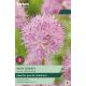 Allium Carolinianum Rosy Dream