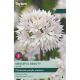 Allium Graceful Beauty