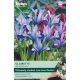 Iris Reticulata Clairette